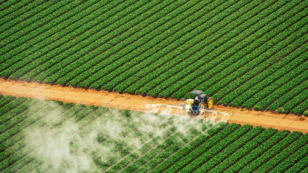 Professional Pest Control in Lake Cassidy, WA