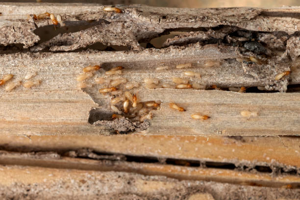 Best Rodent Control Near Me  in Lake Cassidy, WA