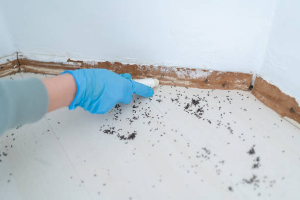 Pest Control for Restaurants in Lake Cassidy, WA